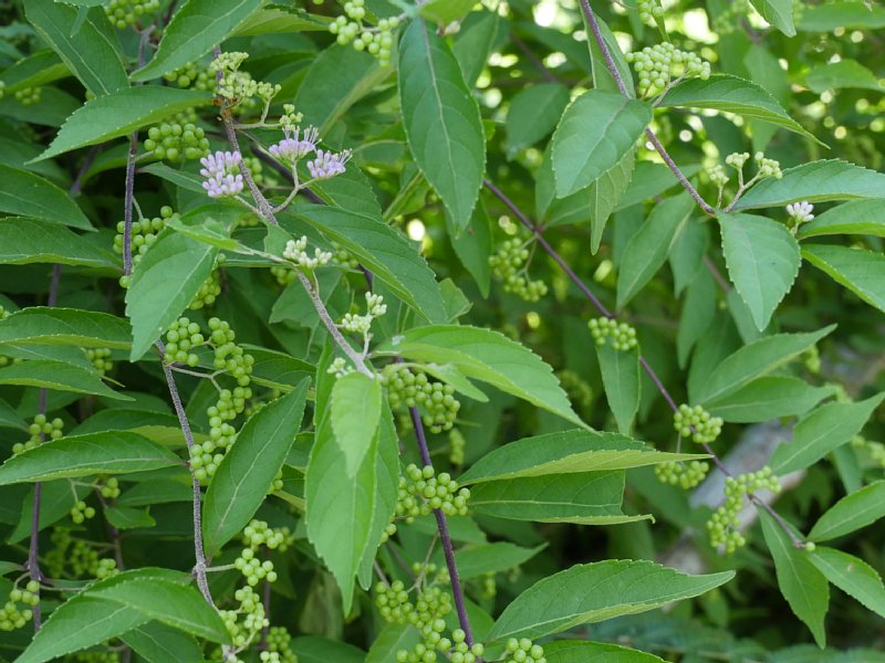 C1000438.JPG