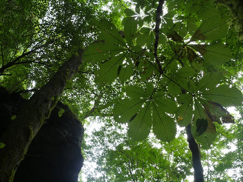 G1000524.JPG