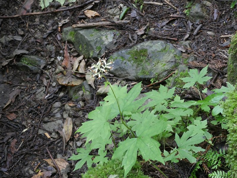 G1000525.JPG