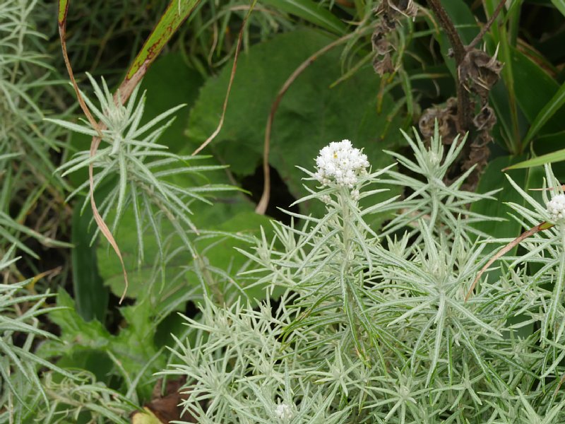 G1000540.JPG