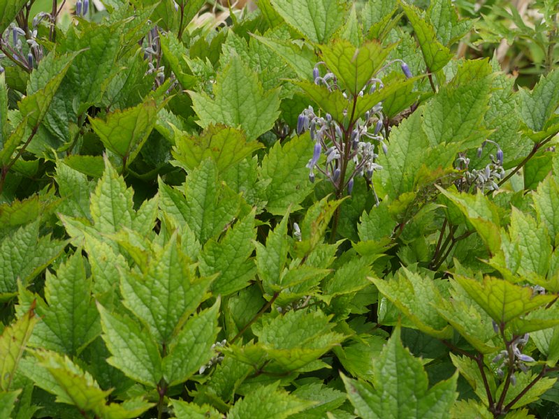 G1000544.JPG