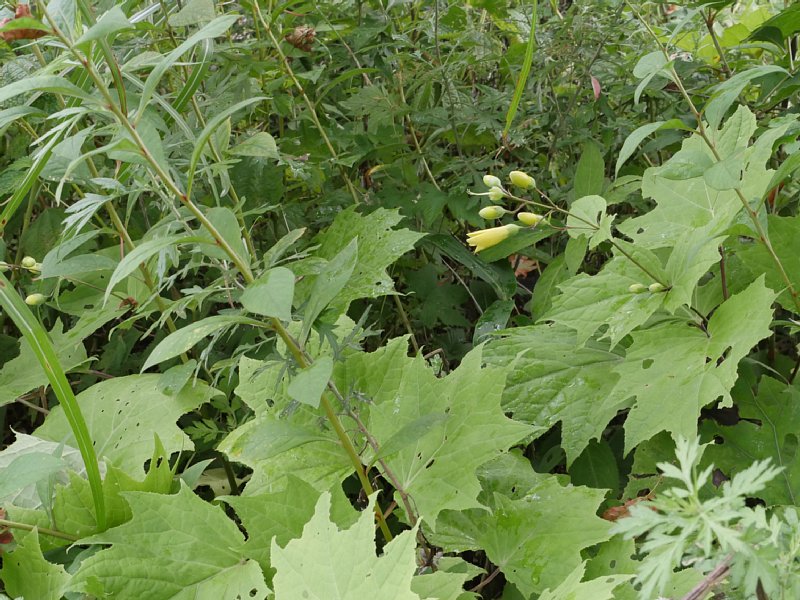 G1000549.JPG