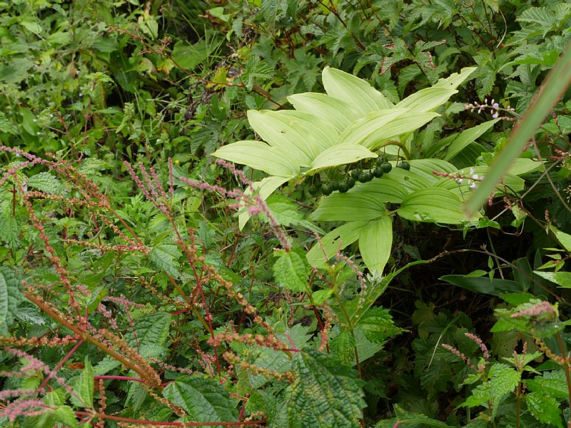 G1000550.JPG